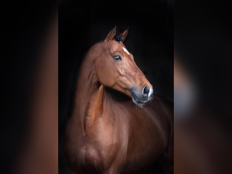 Oldenburg Stallion Brown in Pfarrkirchen