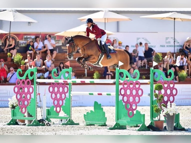 Oldenburg Stallion Brown in Pfarrkirchen