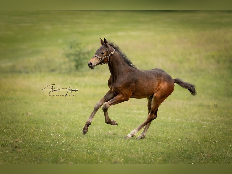 Oldenburg Stallion Brown in Rhede