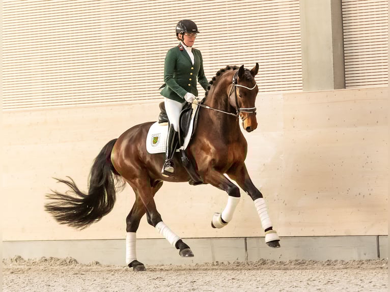Oldenburg Stallion Brown in Moritzburg