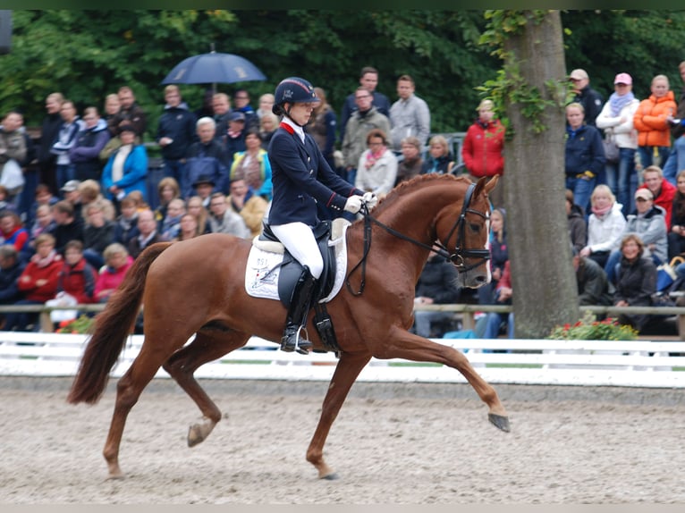 Oldenburg Stallion Chestnut-Red in Celle
