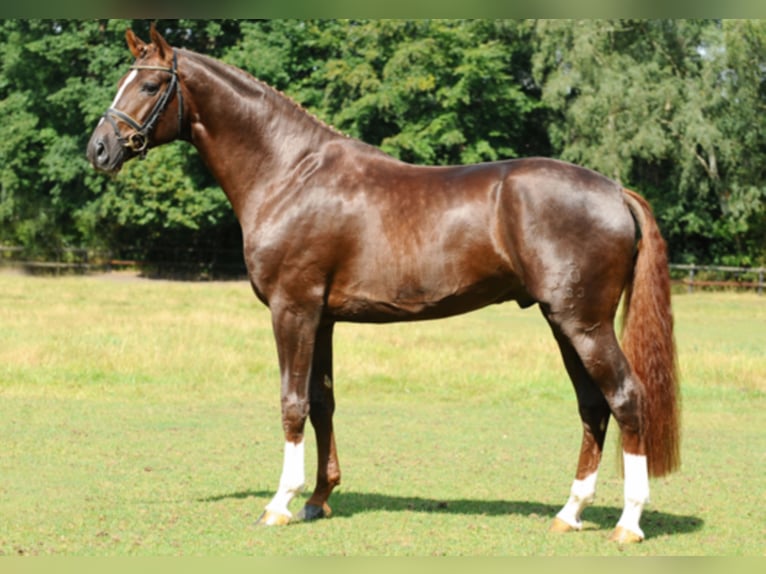 Oldenburg Stallion Chestnut-Red in Lastrup