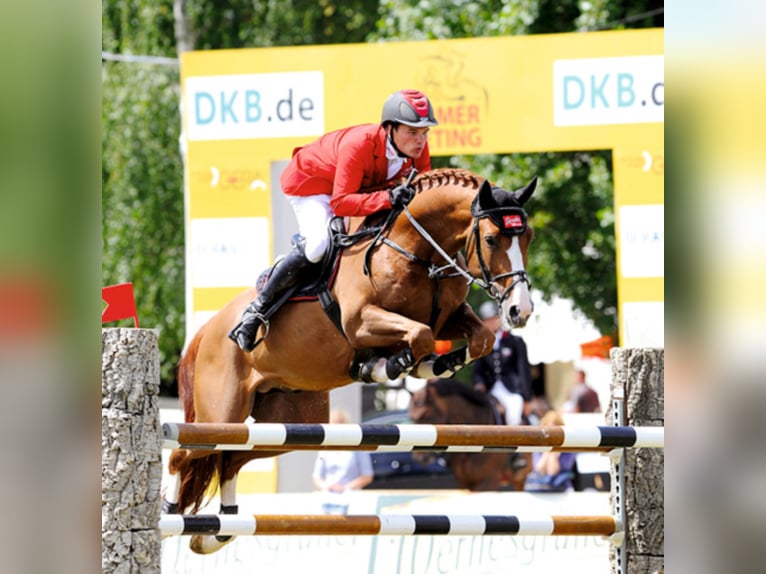 Oldenburg Stallion Chestnut-Red in Löningen