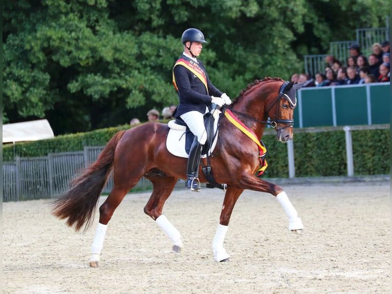 Oldenburg Stallion Chestnut-Red in Moritzburg