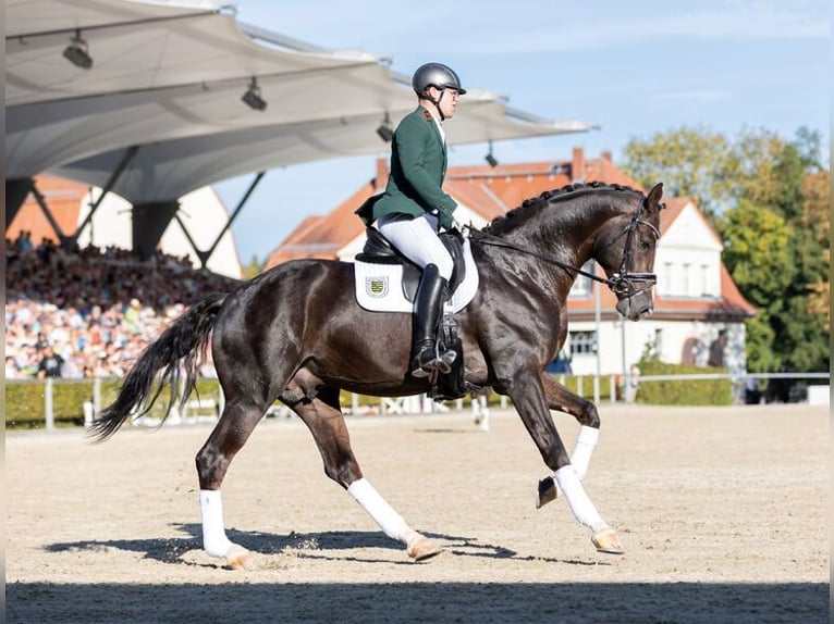 Oldenburg Stallion Chestnut in Moritzburg