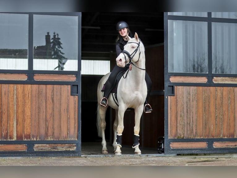Oldenburg Stallion Cremello in Tholen