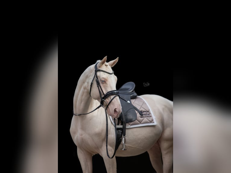 Oldenburg Stallion Cremello in Tholen