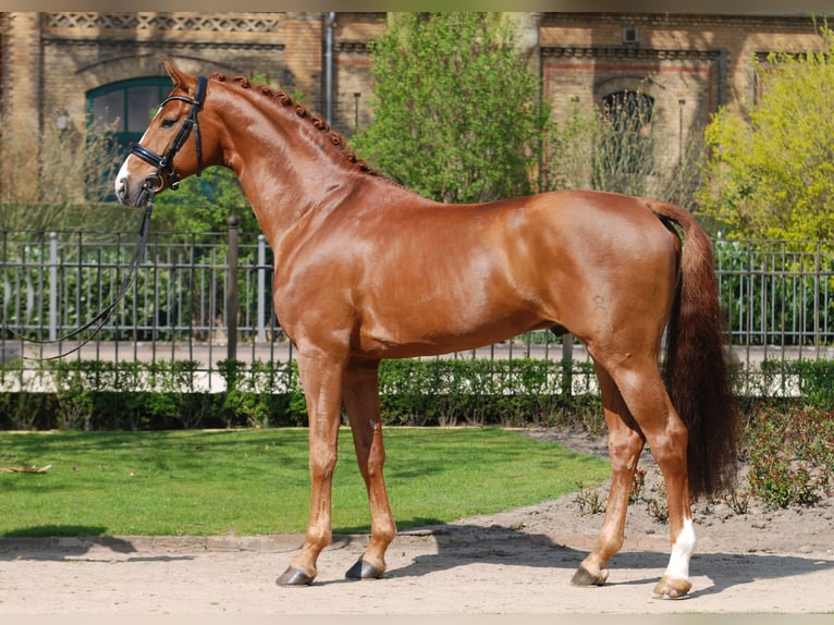 Oldenburg Stallion in Celle