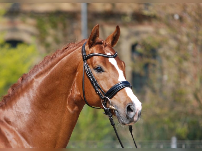Oldenburg Stallion in Celle