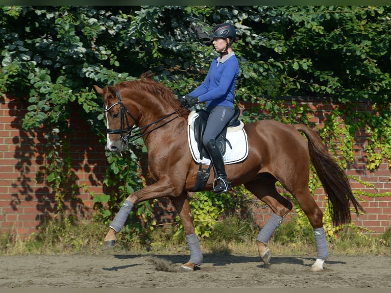 Oldenburg Stallion in Celle