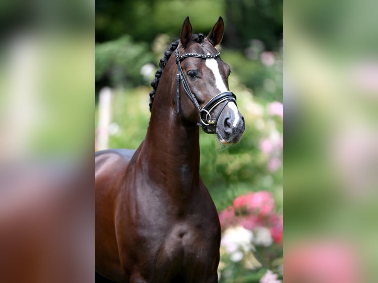 Oldenburg Stallion in Kronberg im Taunus