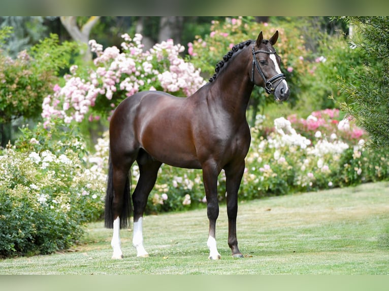 Oldenburg Stallion in Kronberg im Taunus