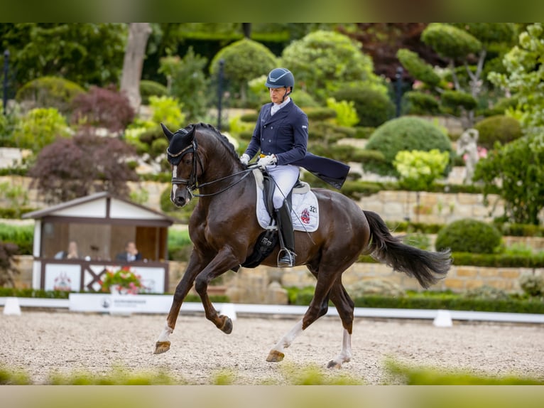 Oldenburg Stallion in Kronberg im Taunus