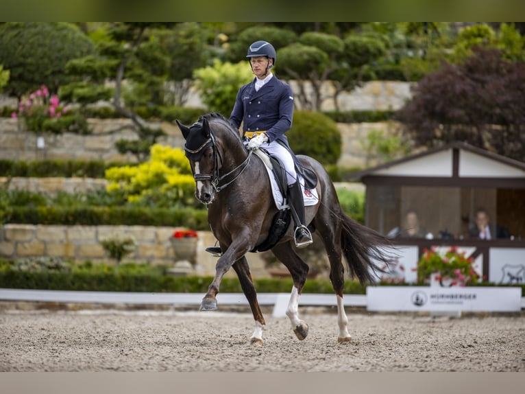 Oldenburg Stallion in Kronberg im Taunus