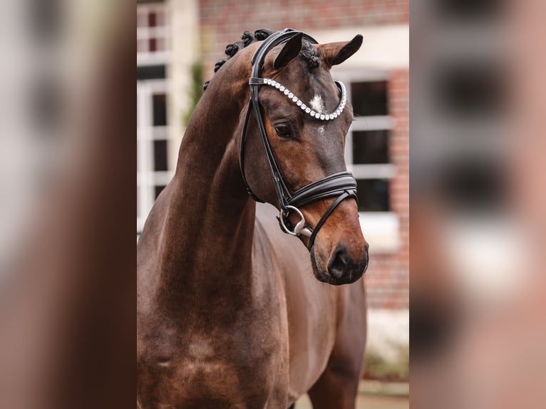 Oldenburg Stallion in Lemwerder