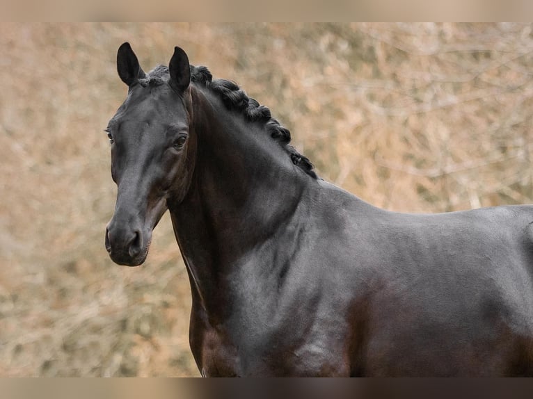 Oldenburg Stallion in Rosdorf