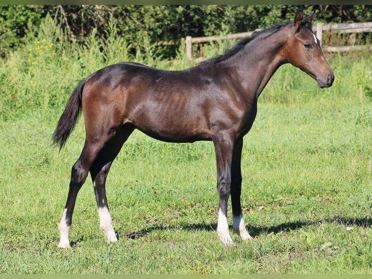 Oldenburg Stallion Foal (05/2023) 12,2 hh Bay-Dark in Radeburg