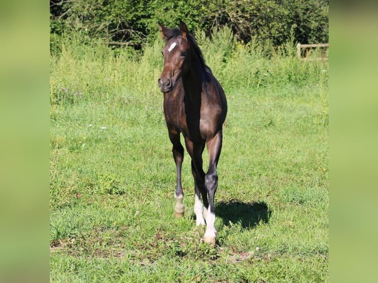 Oldenburg Stallion Foal (05/2023) 12,2 hh Bay-Dark in Radeburg