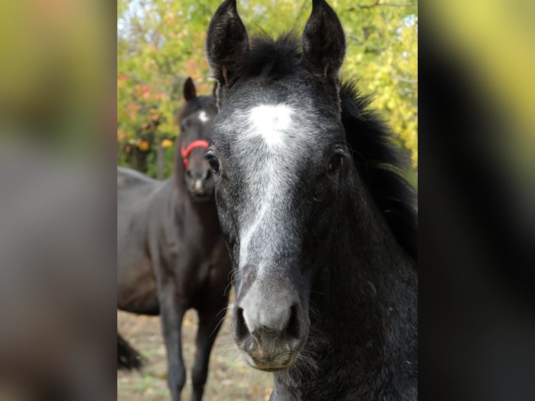 Oldenburg Stallion Foal (04/2025) 13,2 hh Grey in &#xDC;ll&#x151;