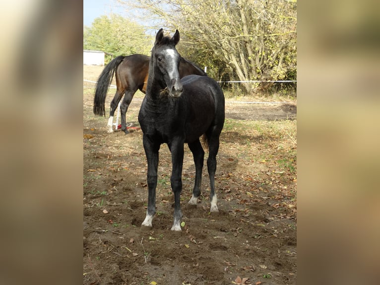 Oldenburg Stallion Foal (04/2025) 13,2 hh Grey in &#xDC;ll&#x151;