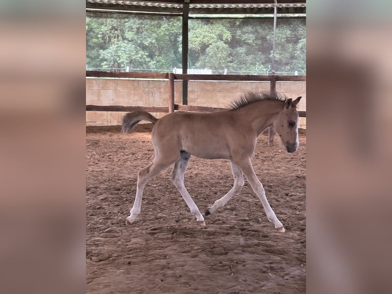 Oldenburg Mix Stallion Foal (04/2026) 15.1 hh Dun in Warendorf