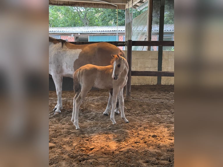 Oldenburg Mix Stallion Foal (04/2026) 15.1 hh Dun in Warendorf
