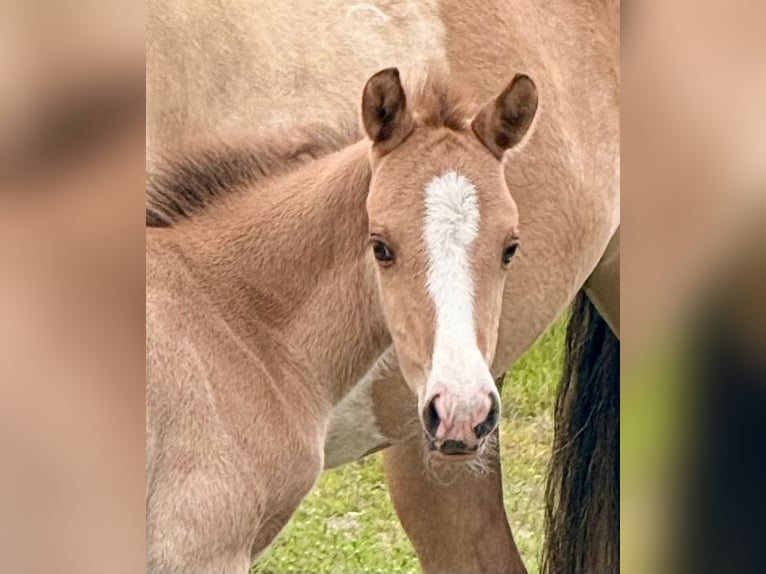 Oldenburg Mix Stallion Foal (04/2026) 15.1 hh Dun in Warendorf