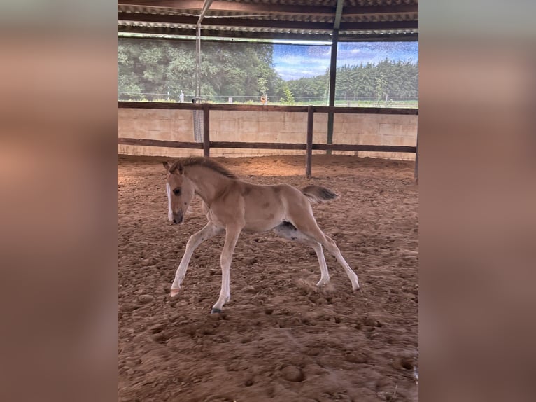 Oldenburg Mix Stallion Foal (04/2026) 15.1 hh Dun in Warendorf