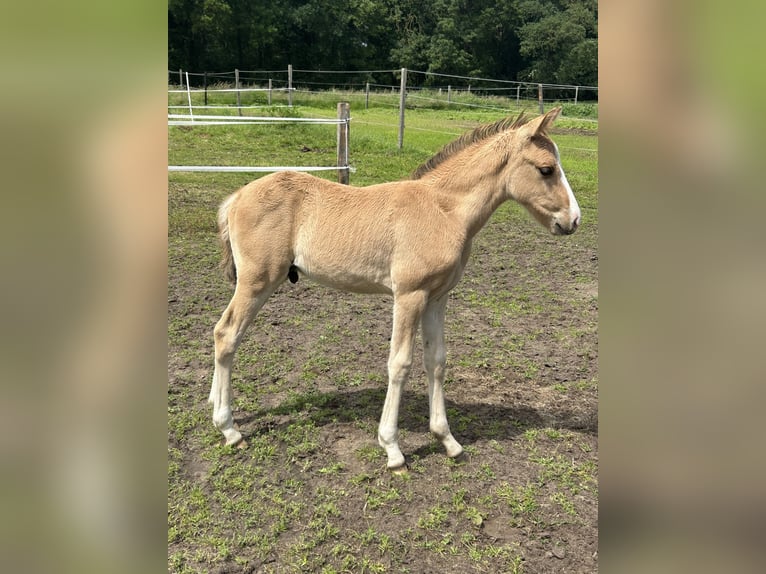 Oldenburg Mix Stallion Foal (04/2026) 15.1 hh Dun in Warendorf