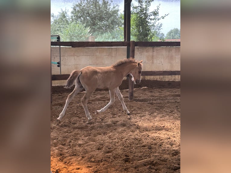 Oldenburg Mix Stallion Foal (04/2026) 15.1 hh Dun in Warendorf