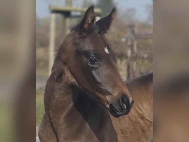 Oldenburg Stallion Foal (02/2026) 16.1 hh Bay-Dark in Blunk