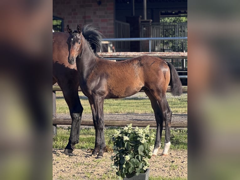 Oldenburg Stallion Foal (02/2026) 16.1 hh Bay-Dark in Blunk