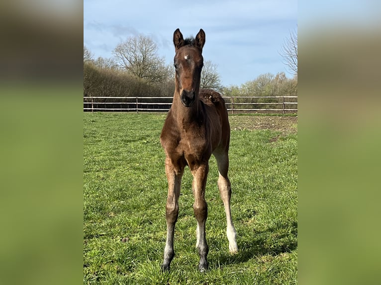 Oldenburg Stallion Foal (02/2026) 16.1 hh Bay-Dark in Blunk