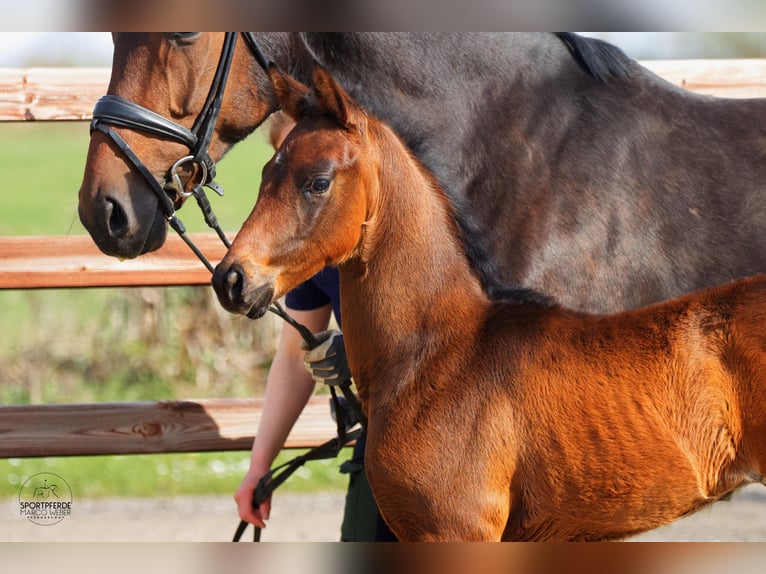 Oldenburg Stallion Foal (02/2026) 16.1 hh Bay-Dark in Blunk