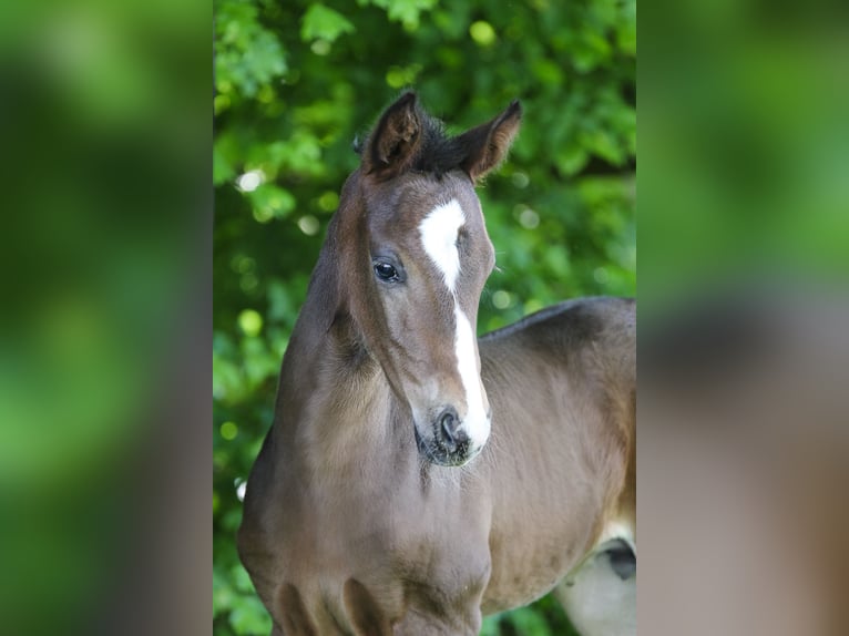 Oldenburg Stallion Foal (04/2024) 16,1 hh Bay-Dark in Ennigerloh / Ostenfelde