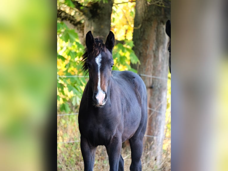 Oldenburg Stallion Foal (04/2026) 16.1 hh Bay-Dark in Sondershausen