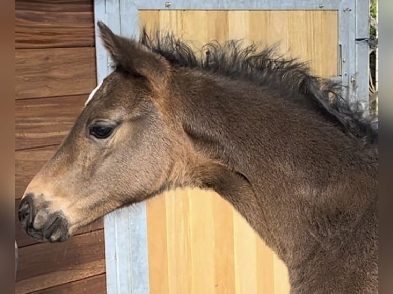 Oldenburg Stallion Foal (03/2024) 16,1 hh Bay-Dark in Breklum