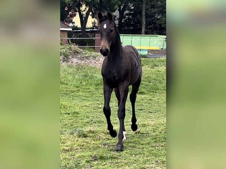 Oldenburg Stallion Foal (03/2024) 16,1 hh Bay-Dark in Breklum