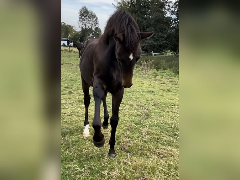 Oldenburg Stallion Foal (03/2024) 16,1 hh Bay-Dark in Breklum