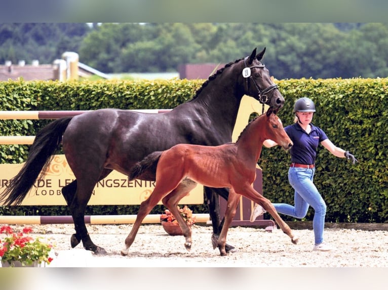 Oldenburg Stallion Foal (04/2024) 16,1 hh Bay-Dark in Löningen