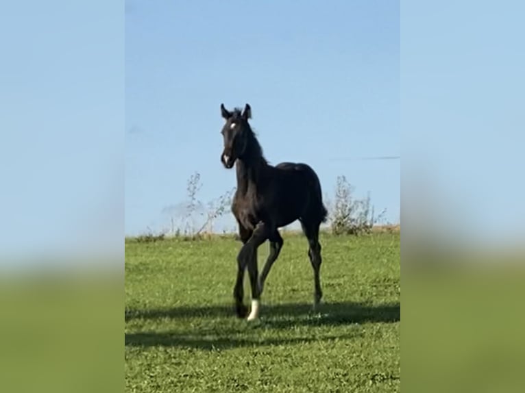 Oldenburg Stallion Foal (05/2026) 16.1 hh Black in Helmsdorf