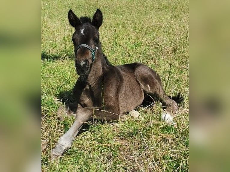 Oldenburg Stallion Foal (06/2024) 16,1 hh Black in Reichshof