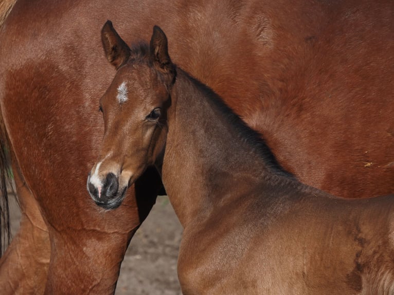 Oldenburg Stallion  16,1 hh Brown-Light in Bramsche