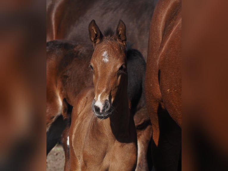 Oldenburg Stallion  16,1 hh Brown-Light in Bramsche