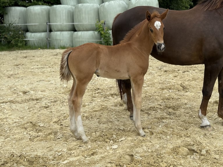 Oldenburg Stallion Foal (04/2024) 16,1 hh Chestnut in Neuenkirchen