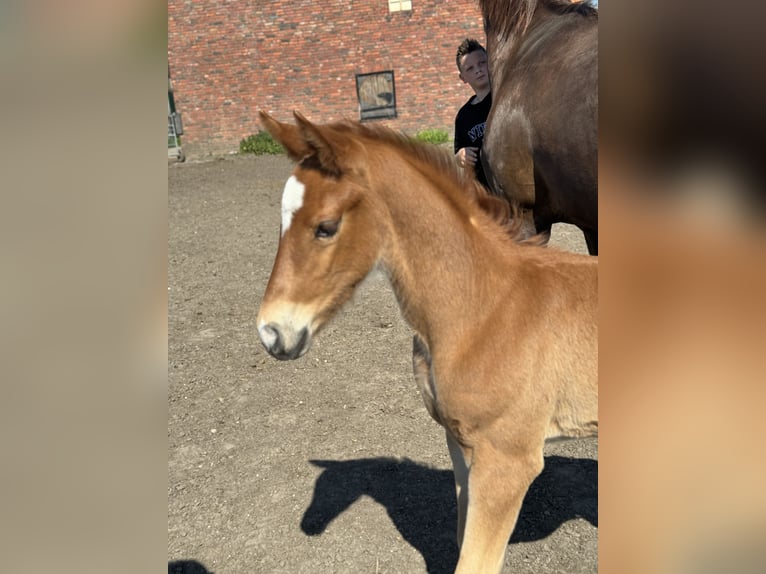 Oldenburg Stallion Foal (04/2024) 16,1 hh Chestnut in Neuenkirchen