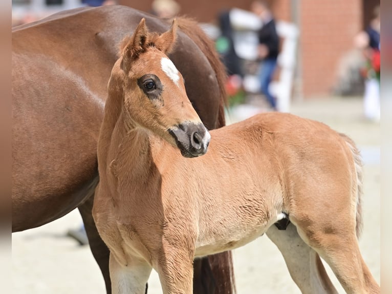 Oldenburg Stallion Foal (04/2024) 16,1 hh Chestnut in Neuenkirchen