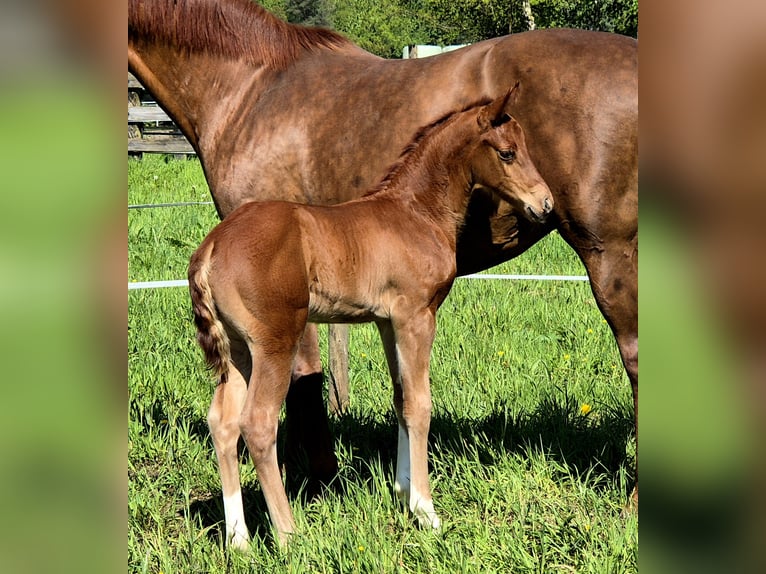 Oldenburg Stallion Foal (04/2024) 16,1 hh Chestnut in Westerstede