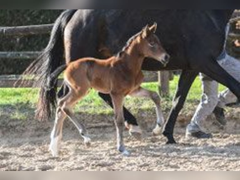 Oldenburg Stallion Foal (03/2026) 16.1 hh  in Hetzerath