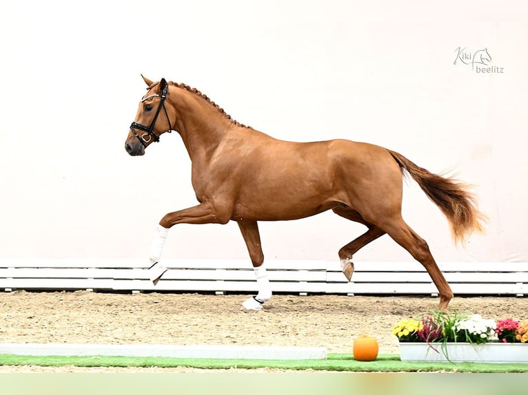 Oldenburg Stallion Foal (03/2026) 16.1 hh  in Hetzerath